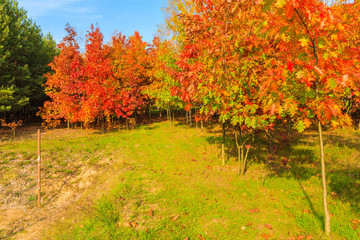 Oak trees with red color leaves in autumn season, Poland
