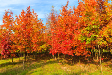 Fototapeta na wymiar Oak trees with red color leaves in autumn season, Poland