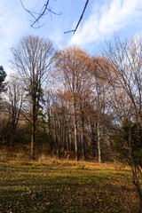 Forest in autumn colors, Armenia
