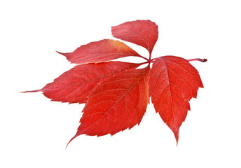 Red autumn leaf over white background