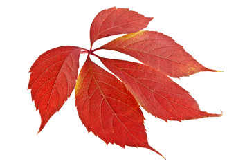 Red autumn leaf isolated on a white background