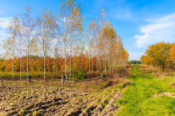 Field and colorful birch trees in autumn season, Poland