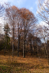 Obraz premium Forest in autumn colors, Armenia