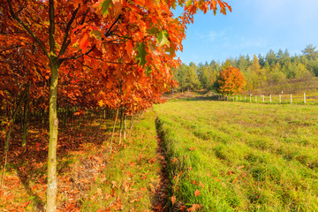 Fototapeta premium Oak trees with red color leaves on green meadow in autumn season, Poland