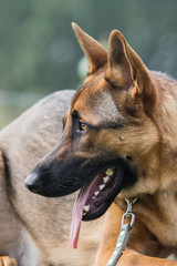 German shepherd