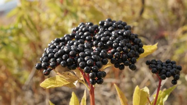 Shallow DOF herbaceous Danewort elder plant slow-mo  - Sambucus ebulus berries in the field slow motion