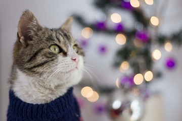 cat christmas portrait