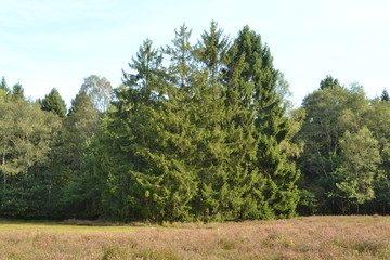 sparren bij een heideveldje in de Kruisbergse bossen in de Achterhoek