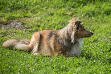 sheltie