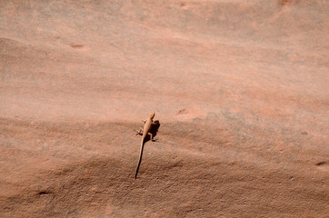 sagebrush lizard on the stone wall of the same color
Grand Staircase Escalante National Monument, Garfield County, Utah, USA