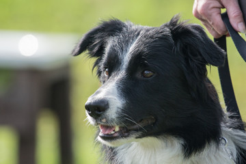 border collie