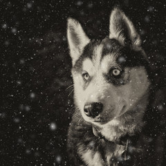 vintage style portrait of a young female husky dog with snowflakes

