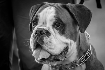 boxer