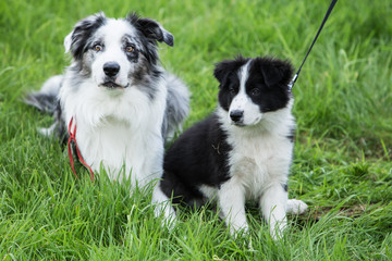 border collie