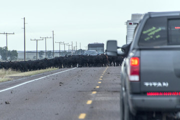 Montana Freeway Cattle Drive