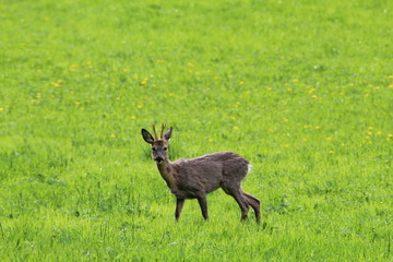 Capriolo