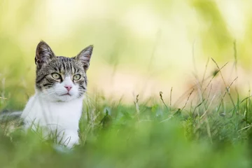 Rolgordijnen kat portret achtergrond © Djordje