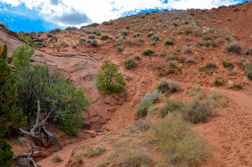 tumbleweed and scarce plants on the sandy slopes of Coyote Gulch
Hole in the Rock Road, Grand...