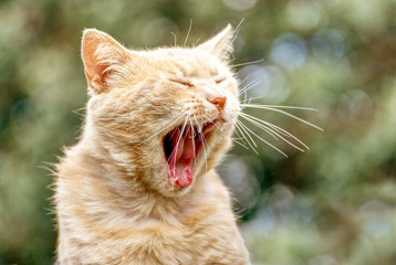 Cute orange cat very tired outside in the garden