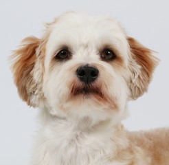 Portrait eines kleinen Havanesers im Studio