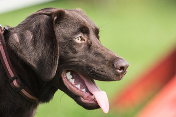 Labrador