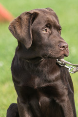 Labrador