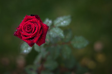 rosa 5