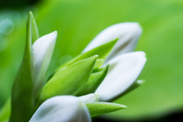 Fototapeta na wymiar White flowers on a green background, macro