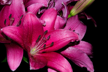 Pink garden lily on a black background