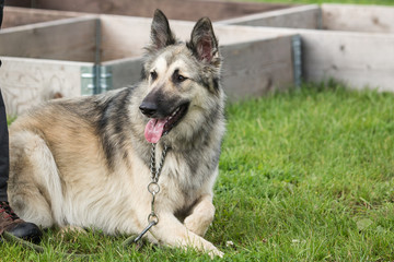 german shepherd