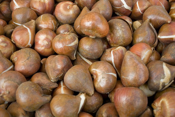 background: tulip bulb set (brown), exposed at a fair dedicated to flowers and plants, autumn, best moments to plant in the garden the bulbs that bloom then in spring, itia