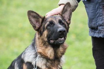 german shepherd