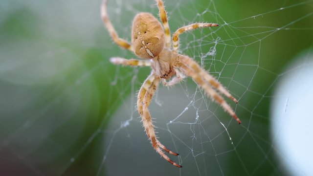 European Cross Spider (Araneus Diadematus) On Web