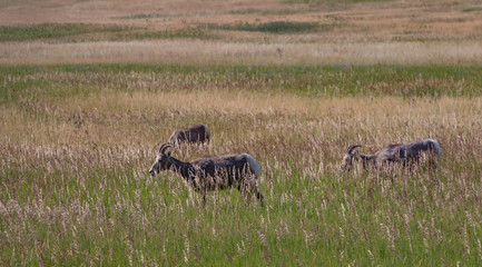 Naklejka na ściany i meble Bighorn sheep herd grazing in tall grass