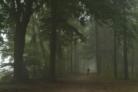 wandelaar met hond in beukenlaan van de Kruisbergse bossen in de Achterhoek op en mistige dag 