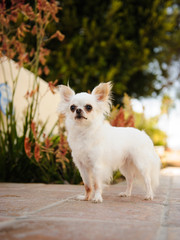 White longhaired Chihuahua dog outdoor portrait standing on sidewalk by succulent garden