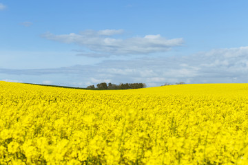 Obraz premium Beautiful yellow flowering rape field in Normandy, France. Count