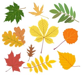 Set of colored autumn leaves. Vector illustration
