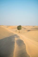 Fototapeta na wymiar desert tree