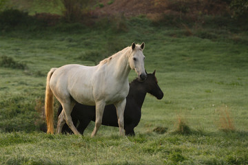 Fototapeta premium Schimmel morgens auf der Weide