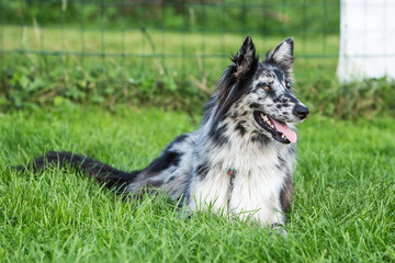 border collie