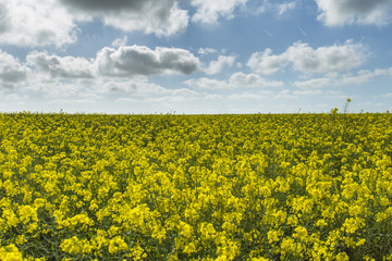 Beautiful yellow flowering rapeseed field in Normandy, France. Country agricultural landscape on a sunny spring day with cloudy sky. Environment friendly farming and industrial agriculture concept.