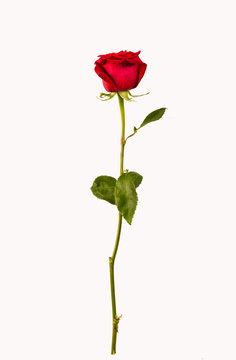 red rose stands upright on a white background