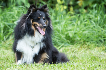 sheltie