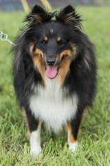 sheltie