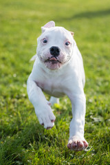 Obraz premium American Bulldog puppy on nature
