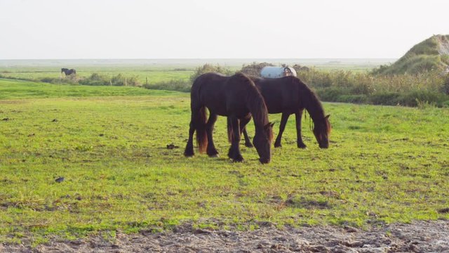 horses eating grass