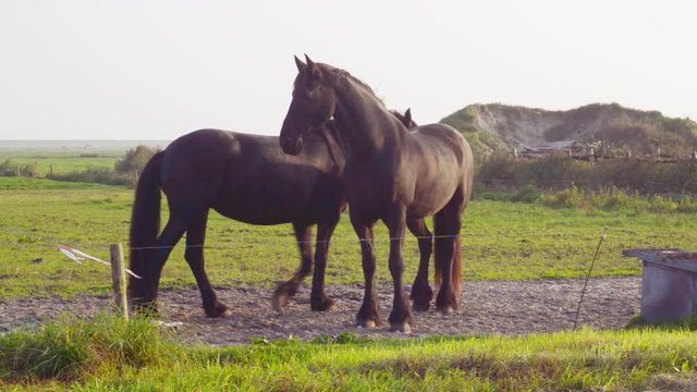 purebred Frisian horses