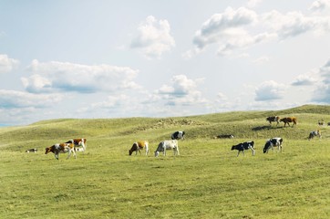 cow on pasture landscape