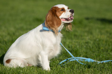 cavalier king charles spaniel